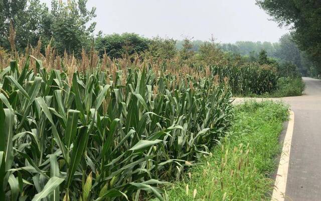 北京人口味变了：大田玉米逐年减少 鲜食玉米每年多两三千亩