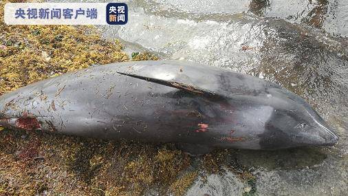 18只海豚死于毛里求斯东南海岸 民众猜测或与日本货船漏油事件有关