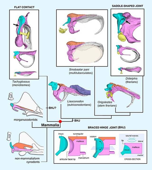 哺乳动物中耳演化的祖先表型与过渡型固枢关节(研究团队供图)