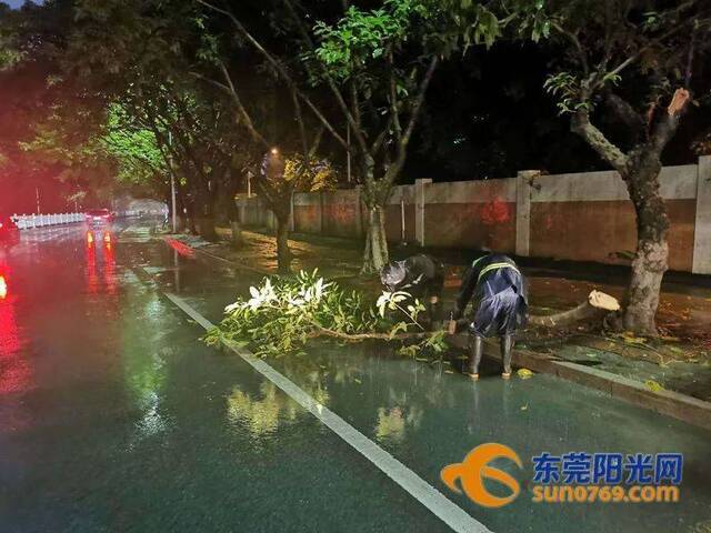 ▲在常平一条主干道上，一些被大风折断的绿化树妨碍了道路通行，执勤人员将路上的杂物清理干净。