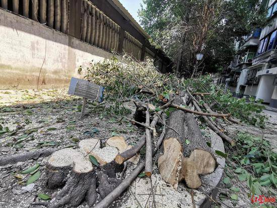 老小区改造几十棵大树被夷为平地 相关部门紧急叫停