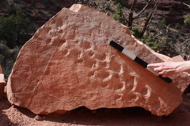 美国亚利桑那州大峡谷国家公园巨大岩石坠落揭示3.13亿年前远古动物足迹