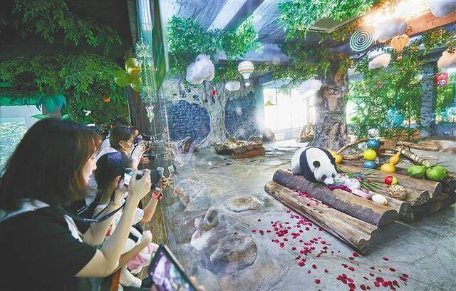 大熊猫“岛民”生活两年了