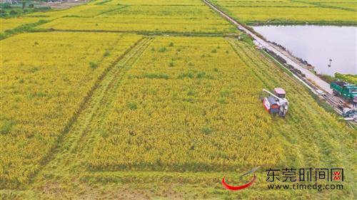 ■高埗镇塘厦村180余亩水稻成熟，田间稻香阵阵