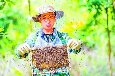 什寒村发展养蜂产业，助力村民脱贫增收。陈元才摄