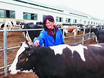 山南市隆子县聂雄标准化奶牛养殖基地。光明日报记者郭红松摄