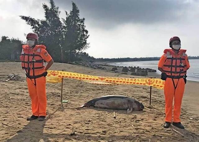 台湾金门新头海岸发现俗称“江豚”的宽脊鼠海豚尸体今年第15宗