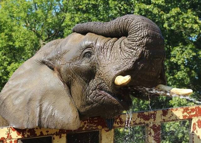 波兰华沙动物园大象离世同伴抑郁园方喂大麻油减焦虑