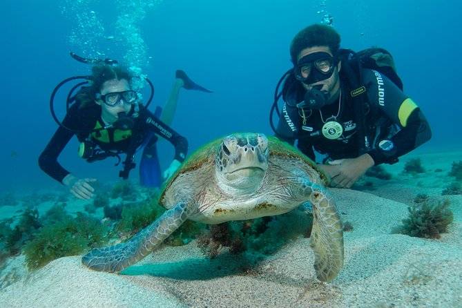 游客在费尔南多·德诺罗尼亚群岛潜水看海龟