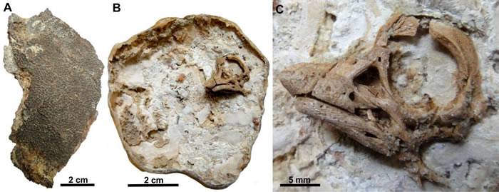 3D“还原”阿根廷巴塔哥尼亚发现的8000万年前泰坦龙胚胎面部特征
