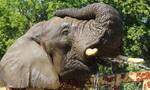 波兰华沙动物园大象离世同伴抑郁 园方喂大麻油减焦虑