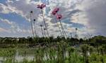 京城最大“绿肺”温榆河公园今日开园 阵雨过后游客抓拍晚霞