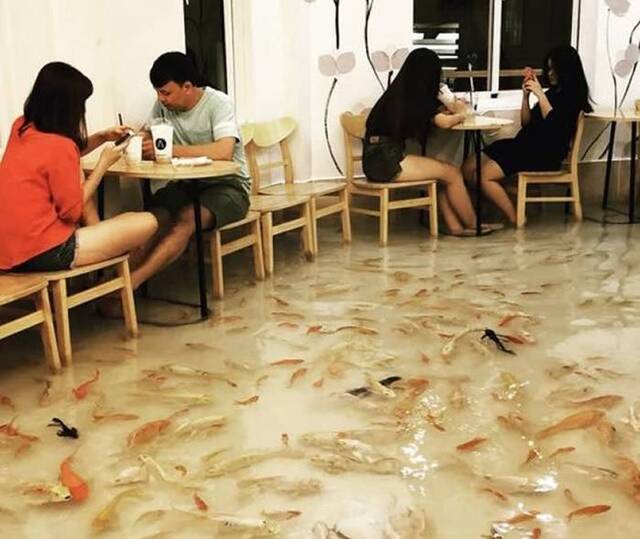 越南胡志明市宠物咖啡店Amix Coffee地板直接变鱼池客人脚边都是鱼