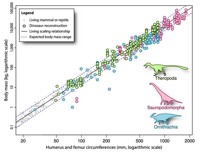 新研究回顾科学家评估恐龙体重的方法有两种方法得出的结果惊人地相似