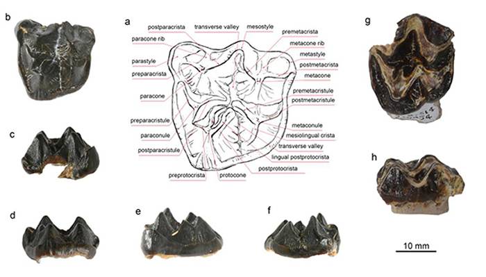 新疆准噶尔盆地北缘的石炭兽类，a-f泽炭兽未定种（Elomeryx sp.）, g-h巴卡洛夫炭兽未定种（Bakalovia sp.）王世骐供图