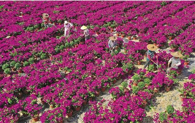 浙江日报图片新闻：繁花开 产业兴