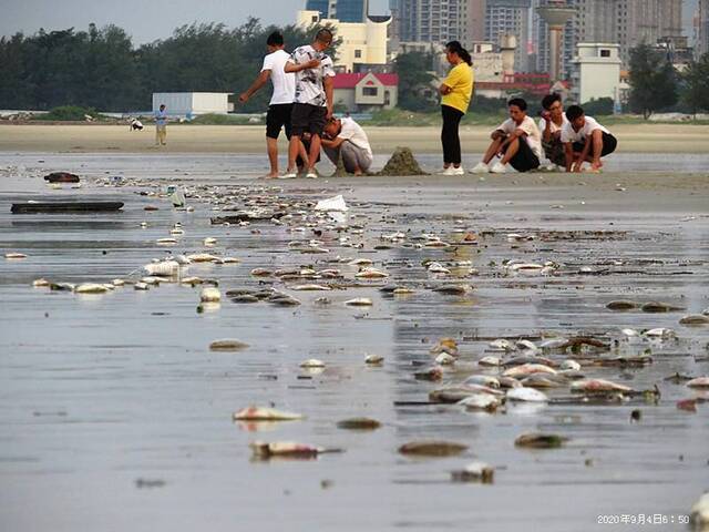 广西北海银滩景区现大量死鱼绵延4公里 当地介入调查