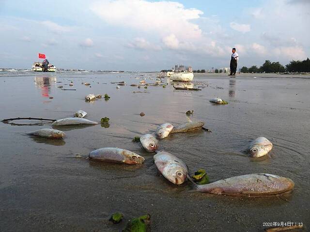 广西北海银滩景区现大量死鱼绵延4公里 当地介入调查