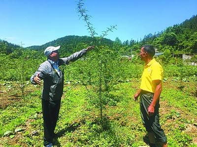 驻村“尖刀班”班长黄贵全（左）指导贫困户王青成花椒种植。张宇双摄