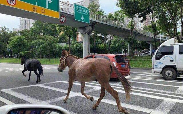 两头未系绳骡子在路上奔跑 深圳交警对其主人进行调查