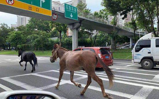 两头未系绳骡子在路上奔跑 交警对其主人进行调查