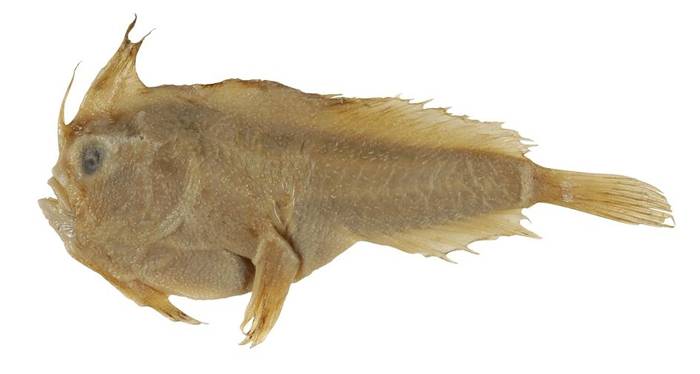 生物学家弗朗索瓦.佩隆于1802年采集并带回法国的单翼合鳍无聊鱼，是该物种已知唯一的一份标本。 IMAGE BY CSIRO AUSTRALIAN NATIO
