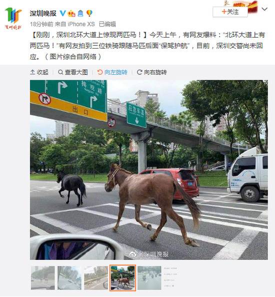 深圳北环大道出现两匹马 三位铁骑“保驾护航”(图)