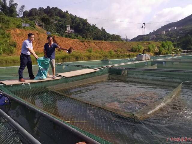 覃文壮（左一）和韦联国在纳浪村生态养殖基地给鱼儿喂食