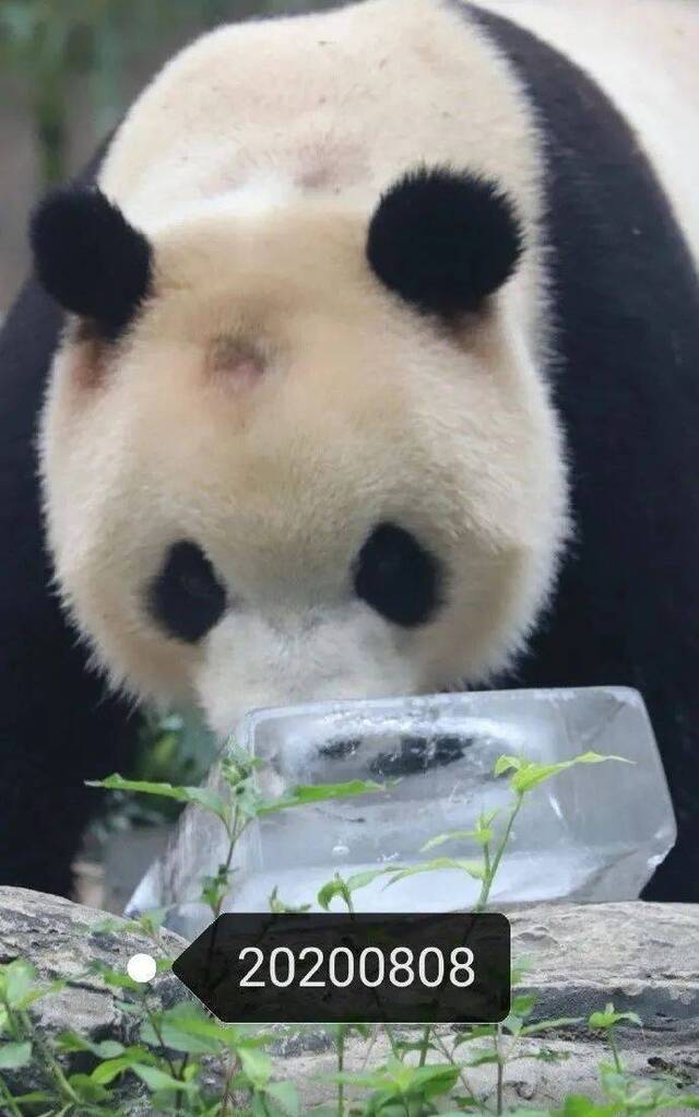 北京动物园回应“熊猫秃了”