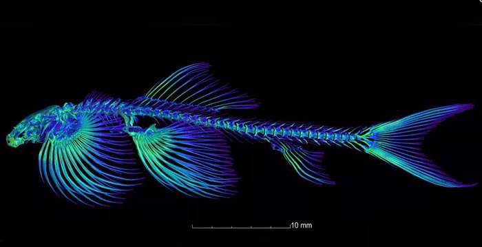 国际科学家团队已经确定了至少11种可能能够在陆地上行走的鱼类
