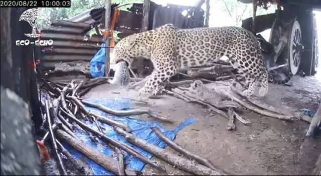 印度伊加特普里村庄农夫在屋里发现4只豹崽随即又发现豹妈妈