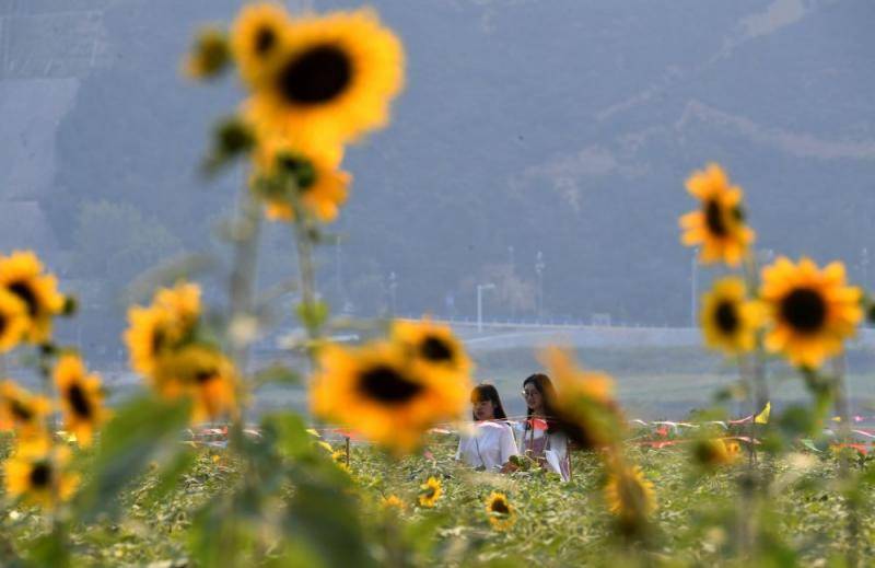 近日，河南省三门峡市黄河岸边葵花绽放，与黄河交相辉映，美不胜收，吸引游客前来观赏游玩。新华社记者郝源摄