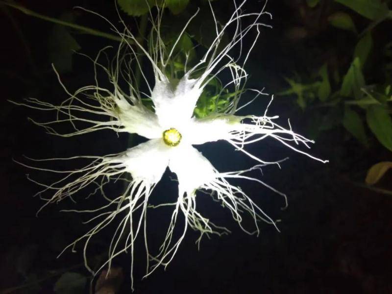 来看！济大校园神奇的花鸟世界