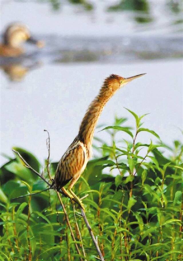 钱江晚报：西溪湿地正在开展生物多样性调查