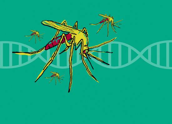 人类终于找到了对蚊子“种族灭绝”的杀手锏！