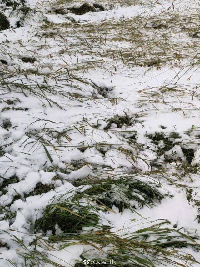 内蒙古赤峰迎今年入秋以来首场雨加雪天气