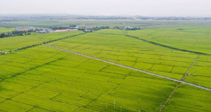 这是吉林市昌邑区大荒地村周边的高标准水稻田（8月13日摄，无人机照片）。新华社记者许畅摄