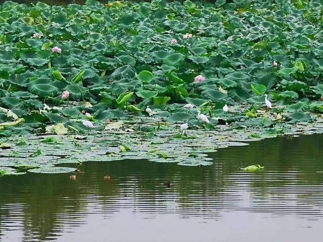 让我再看你一眼，夏日南邮！