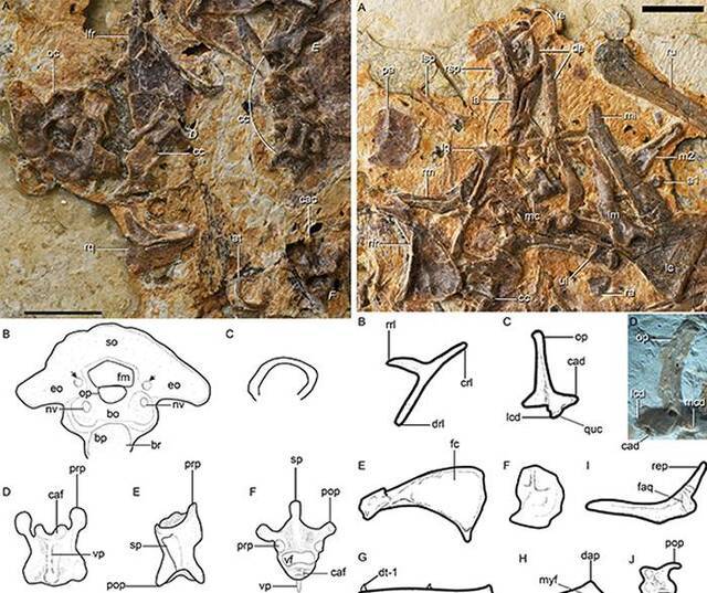 奇异食鱼反鸟头骨和椎体解剖特征（王敏供图）