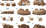 《通讯-生物学》：内蒙古二连盆地早期角形类化石新材料