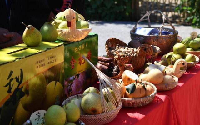 梨花村迎来采摘季，“梨把式”上直播推广明星梨