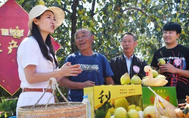 梨花村迎来采摘季，“梨把式”上直播推广明星梨