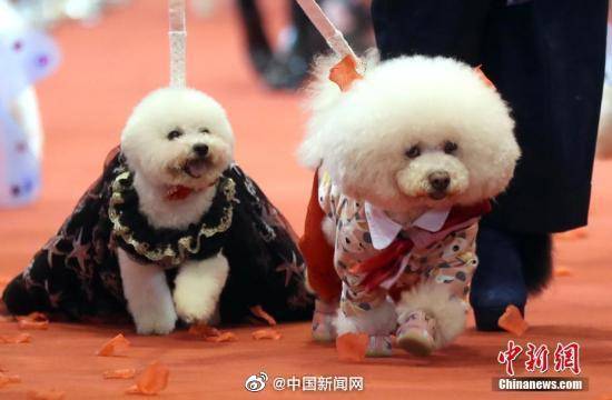 厦门：乘电梯若未给犬只戴嘴套或装入笼，将处二千元以下罚款