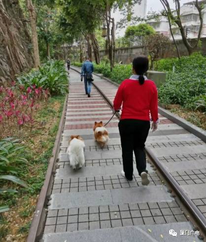 厦门：乘电梯若未给犬只戴嘴套或装笼 将处2千元以下罚款