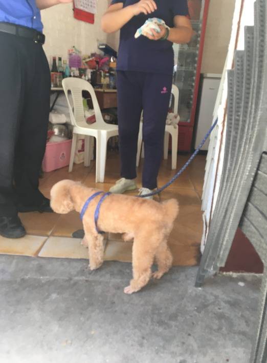 厦门：乘电梯若未给犬只戴嘴套或装笼 将处2千元以下罚款