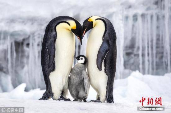 资料图：南极罗斯海附近的帝企鹅一家。加拿大摄影师 Paul Nicklen摄图片来源：视觉中国