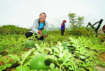 搬迁后的德吉村村民种起了西瓜。王伟才摄