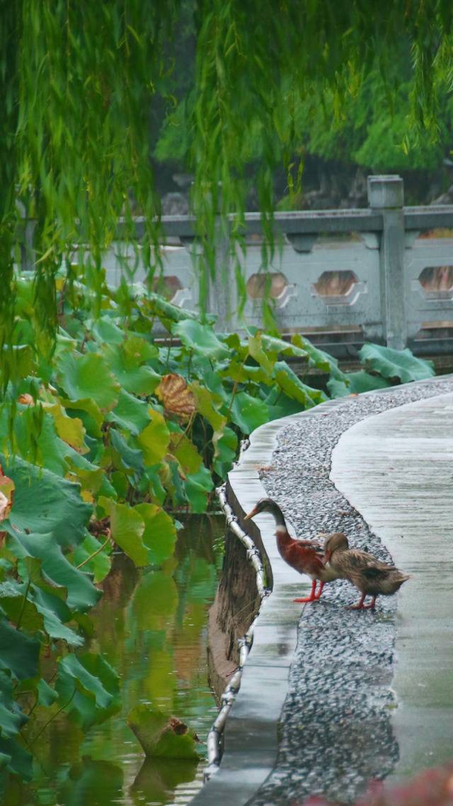 每一帧都是壁纸！雨中浙师竟美成这样…你那儿也下雨了吗？