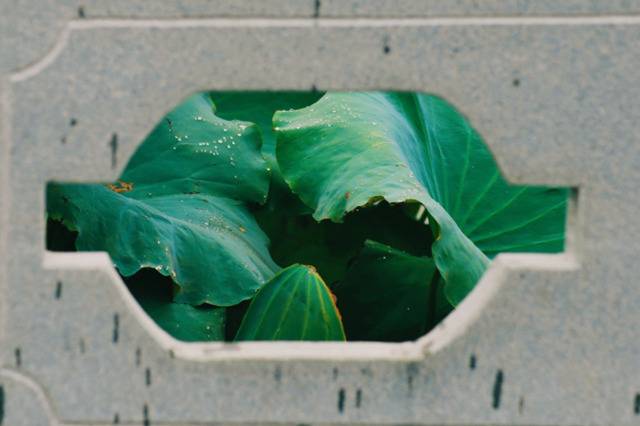 每一帧都是壁纸！雨中浙师竟美成这样…你那儿也下雨了吗？