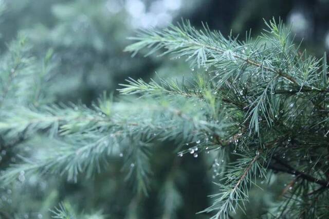 每一帧都是壁纸！雨中浙师竟美成这样…你那儿也下雨了吗？